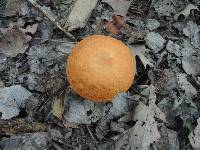 Boletus subglabripes image