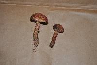 Suillus spraguei image