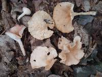 Clitocybe gibba image