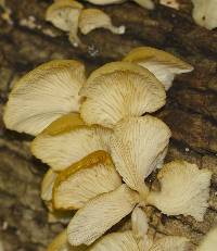Pleurotus pulmonarius image