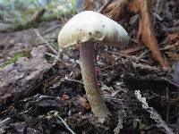 Inocybe sororia image