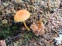 Hygrocybe laeta var. laeta image