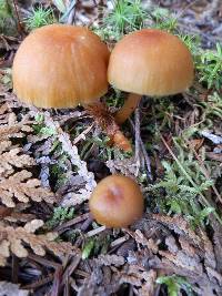 Hygrocybe laeta var. laeta image