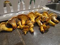 Cantharellus formosus image