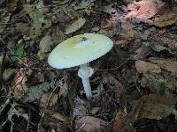 Amanita velatipes image