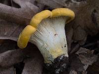 Cantharellus phasmatis image