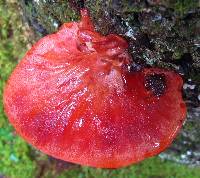 Fistulina hepatica image