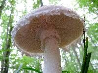 Amanita strobiliformis image