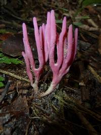 Clavaria zollingeri image