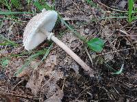 Macrolepiota prominens image