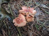 Cortinarius bolaris image