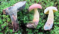 Boletus miniatopallescens image