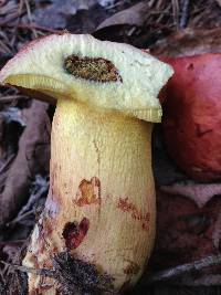 Boletus speciosus image