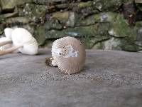 Amanita huijsmanii image