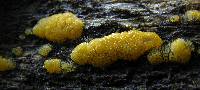 Ceratiomyxa fruticulosa var. fruticulosa image