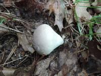 Lycoperdon umbrinum image