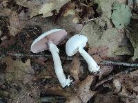 Agaricus cretacellus image