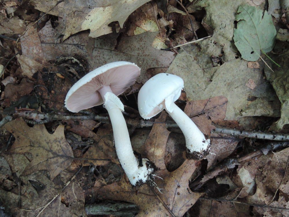 Agaricus cretacellus image