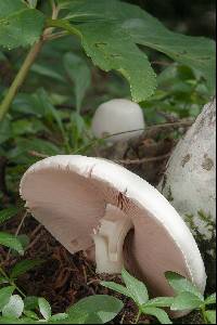 Agaricus silvicola image