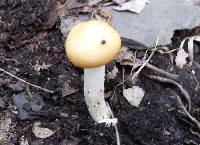 Amanita subnudipes image