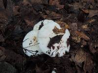 Hygrophorus sordidus image