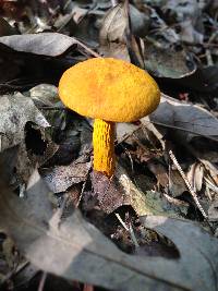 Boletus auriflammeus image