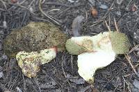 Gastroboletus amyloideus image