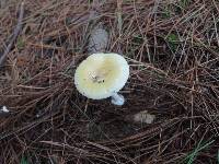 Amanita albocreata image