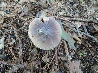 Russula mariae image