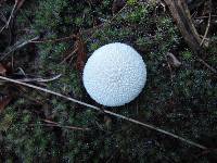 Lycoperdon marginatum image