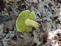 Boletus miniato-pallescens image