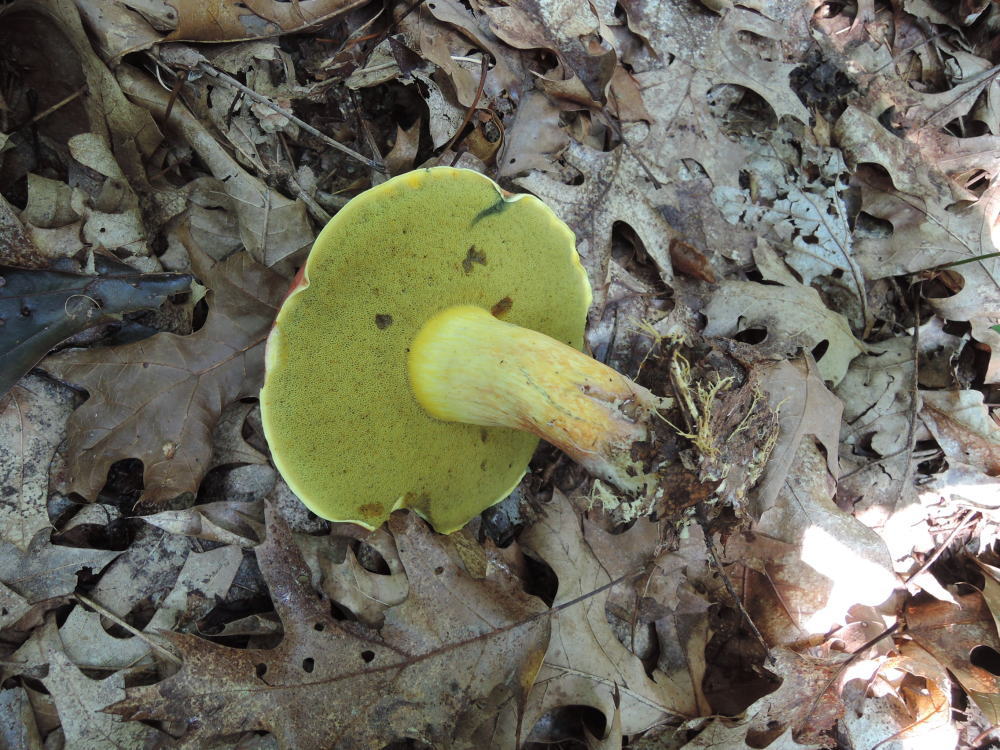 Boletus miniato-pallescens image