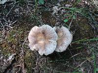 Russula crustosa image