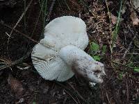 Russula crustosa image