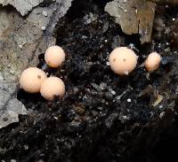 Lycogala epidendrum image