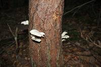 Pleurotus pulmonarius image