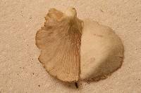 Pleurotus pulmonarius image