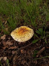 Amanita flavorubescens image