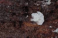 Hemimycena mauretanica image