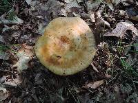 Russula grata image