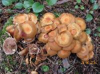 Kuehneromyces mutabilis image