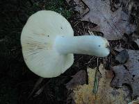 Russula ochroleucoides image