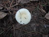 Russula perlactea image