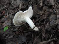 Hygrocybe angustifolia image