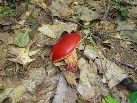 Boletus frostii image