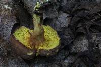 Phylloporus rhodoxanthus image