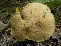 Gyroporus cyanescens image