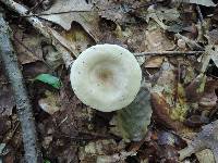 Lactarius cinereus image