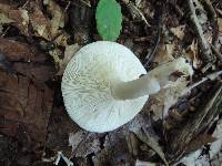 Lactarius cinereus var. fagetorum image