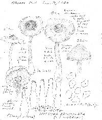 Inocybe assimilata image